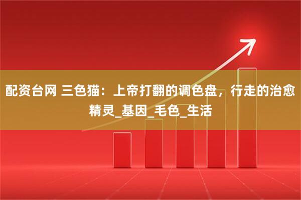 配资台网 三色猫：上帝打翻的调色盘，行走的治愈精灵_基因_毛色_生活